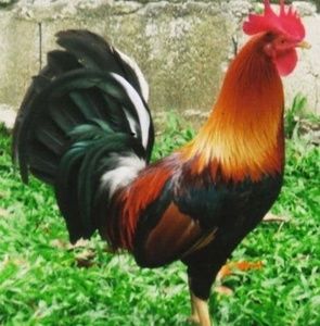 Meet your Posher, Alfredo